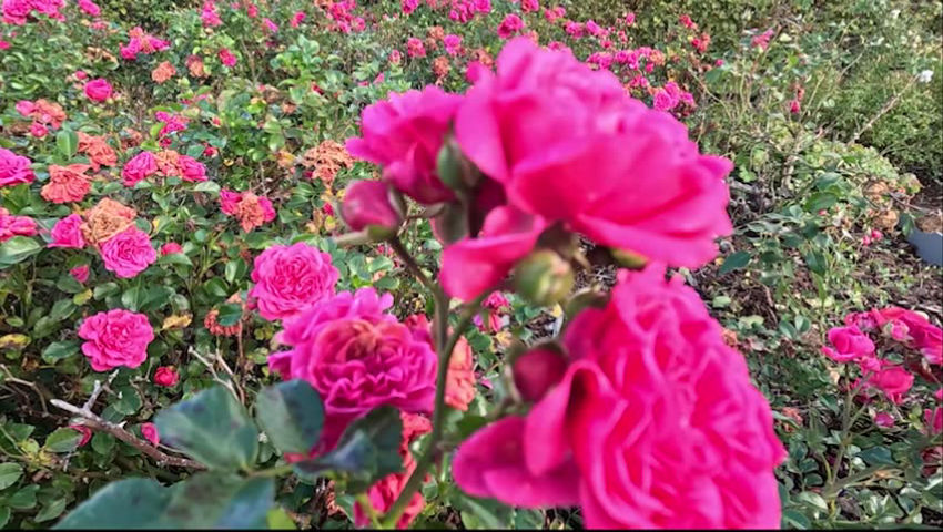 Der Herbst, der wunderschöne Herbst